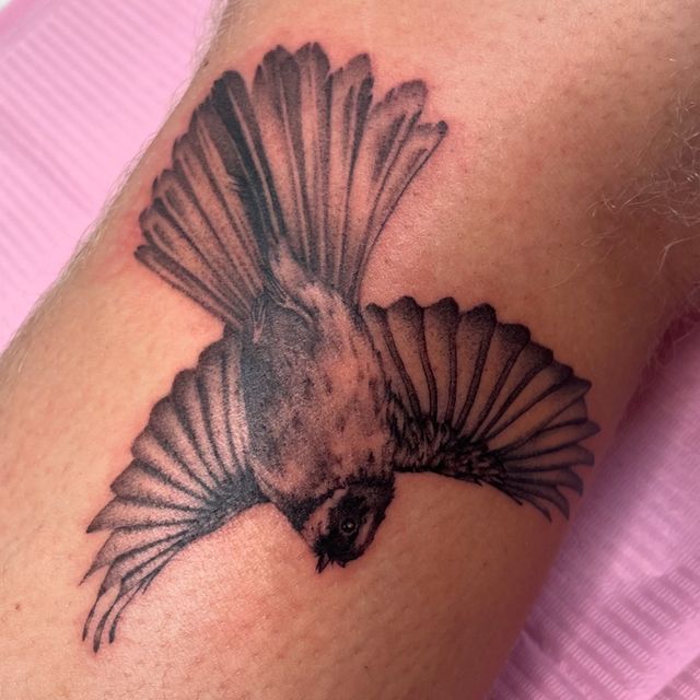 Black and grey fantail in flight with its tail fanned wide, on an arm.