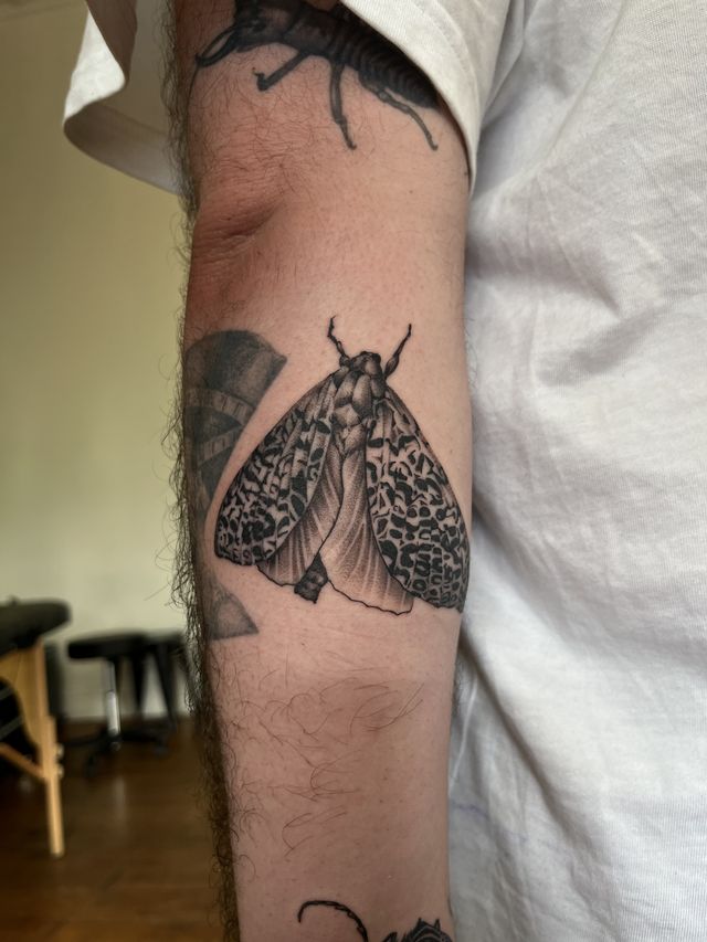 Black and grey moth with patterned wings, on an upper arm.